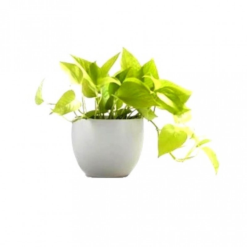 Golden Pothos