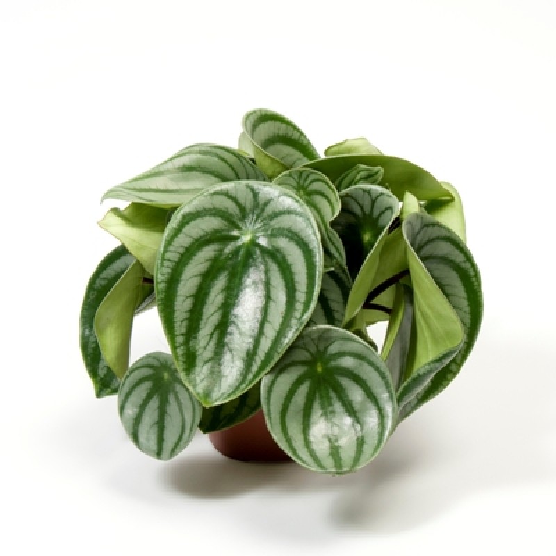 Peperomia Watermelon