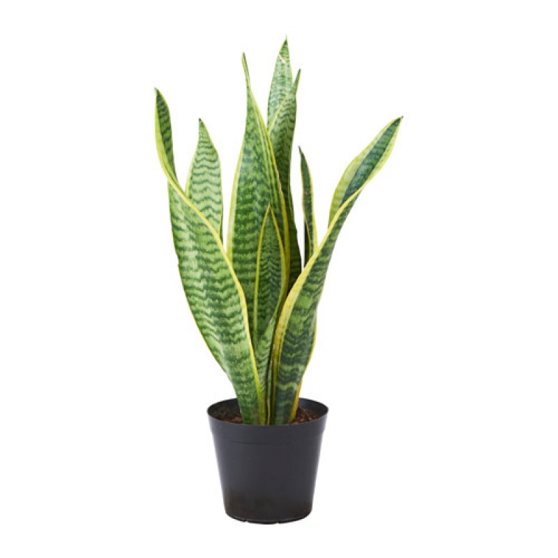Snake Plant