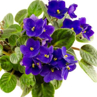 African Violet